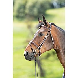 HFI Technical Bridle